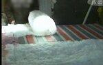 ȡ̥ڹ̨̿