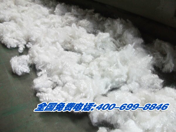 新疆喀什客户来我厂考察精细弹花机梳理化纤棉 PP棉 再生棉的弹花机视频。
